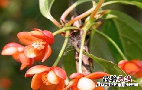 五味子掉果是什么原因 五味子落花落果原因及防治措施
