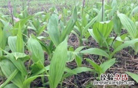 白芨种植的注意事项 白芨种植技术和栽培要点