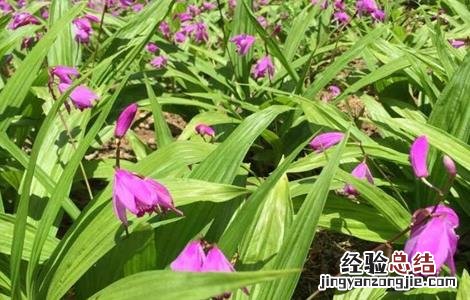 白芨种植的注意事项 白芨种植技术和栽培要点