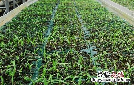 白芨种植的注意事项 白芨种植技术和栽培要点