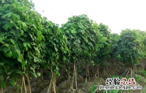 葛根如何施肥 葛根如何施肥最好