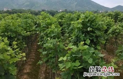 葛根如何施肥 葛根如何施肥最好