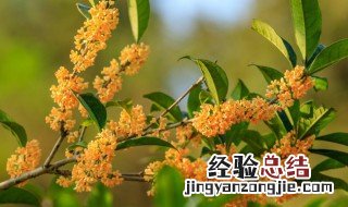 家里养桂花风水好吗 家里养桂花可以吗