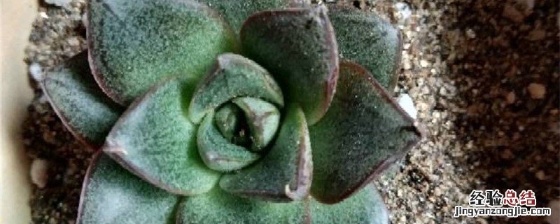 大和锦生长速度 大和锦种植方法和时间