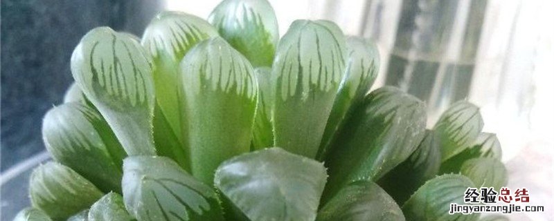 冰灯玉露种植方法和时间 冰灯玉露能叶片繁殖吗