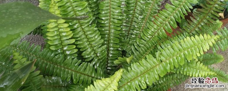 波斯顿蕨好养活吗 波斯顿蕨种植方法和时间