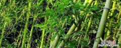 有哪些园林竹可以种在湖北家庭院落，它们有什么特点