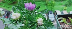 翠菊种植方法和时间 翠菊几月份种植最好