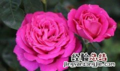 茶花扞插季节 茶花什么季节扦插