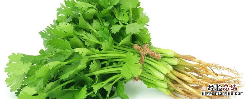 香菜能水培种吗 香菜可以水培种植吗
