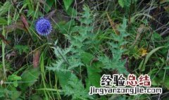 禹州漏芦和漏芦的区别 禹州漏芦的营养价值