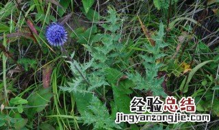 禹州漏芦和漏芦的区别 禹州漏芦的营养价值