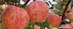 爱妃苹果产地哪里 爱妃苹果哪个国家的