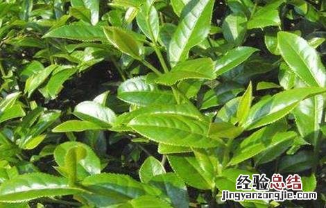 香叶如何种植 香叶如何种植和管理