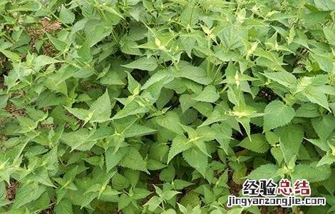 香叶如何种植 香叶如何种植和管理
