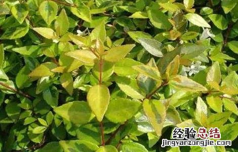 香叶如何种植 香叶如何种植和管理