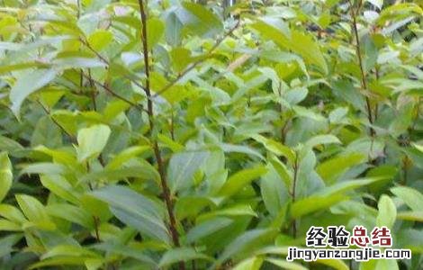 香叶如何种植 香叶如何种植和管理