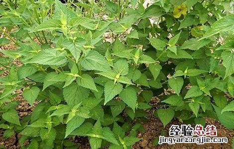 香叶如何种植 香叶如何种植和管理