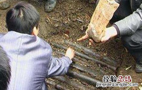 天麻种植技术视频播放 天麻种植技术