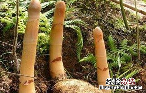 天麻种植技术视频播放 天麻种植技术