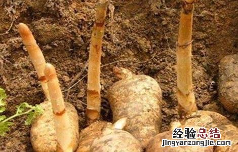 天麻种植技术视频播放 天麻种植技术