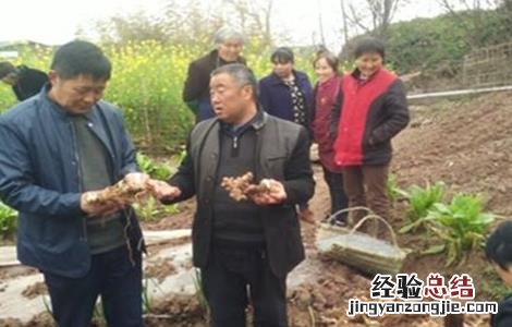 黄精的种植技术和方法 黄精的种植技术