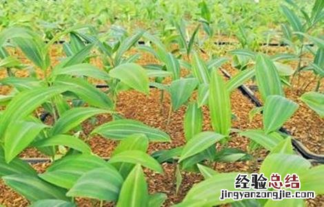 黄精的种植技术和方法 黄精的种植技术