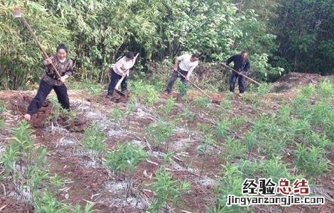 黄精的种植技术和方法 黄精的种植技术
