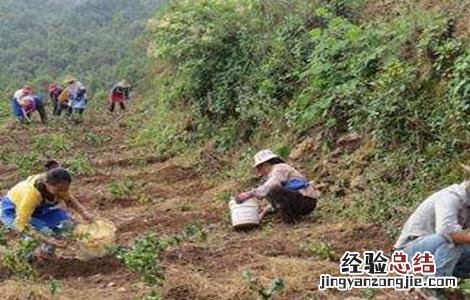 黄精的种植技术和方法 黄精的种植技术