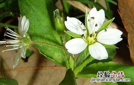 太子参的田间管理要点 太子参的田间管理要点是什么
