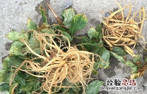 太子参的田间管理要点 太子参的田间管理要点是什么