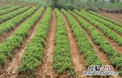 太子参的田间管理要点 太子参的田间管理要点是什么