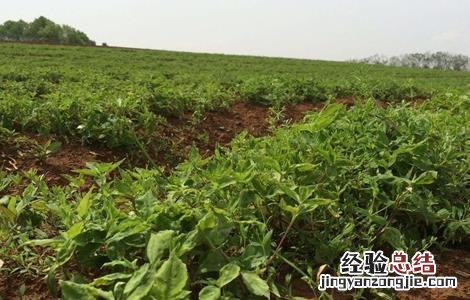 太子参的田间管理要点 太子参的田间管理要点是什么