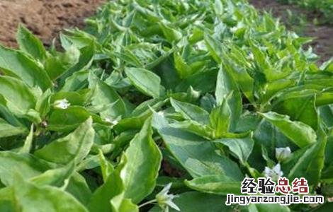 太子参的田间管理要点 太子参的田间管理要点是什么