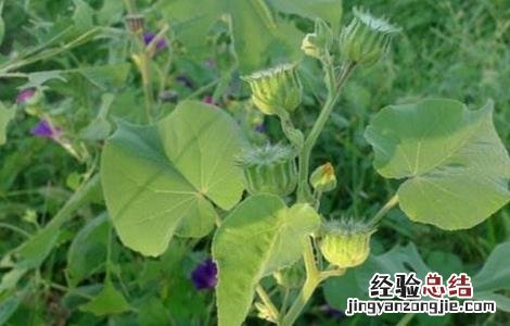 种的麻是什么 苘麻怎么种