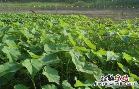 种的麻是什么 苘麻怎么种