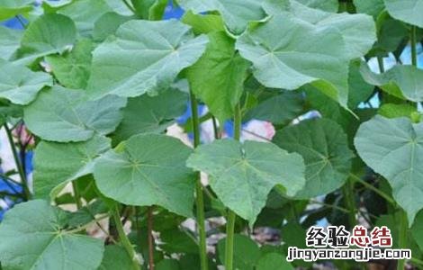 种的麻是什么 苘麻怎么种