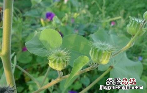 种的麻是什么 苘麻怎么种