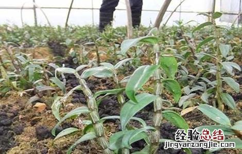 石斛种植条件要求 石斛种植条件