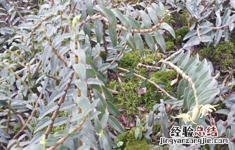 石斛种植条件要求 石斛种植条件