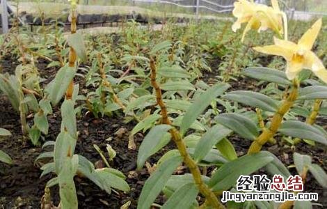 石斛种植条件要求 石斛种植条件
