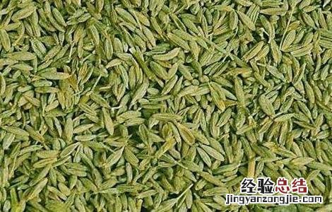孜然套种技术要求 孜然套种技术