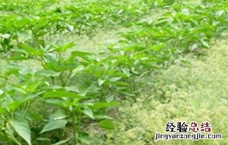 孜然套种技术要求 孜然套种技术