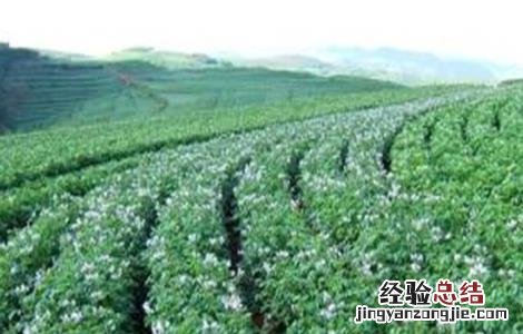 孜然套种技术要求 孜然套种技术