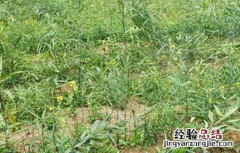 黄精的田间管理要点 黄精的栽培技术与管理