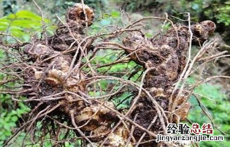 黄精的田间管理要点 黄精的栽培技术与管理