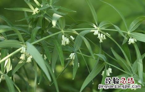 黄精的田间管理要点 黄精的栽培技术与管理