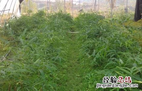 黄精的田间管理要点 黄精的栽培技术与管理