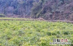 黄精的田间管理要点 黄精的栽培技术与管理