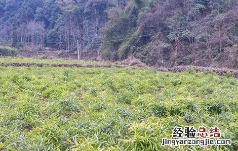 黄精的田间管理要点 黄精的栽培技术与管理
